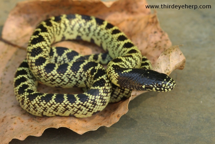 Desert Kingsnake